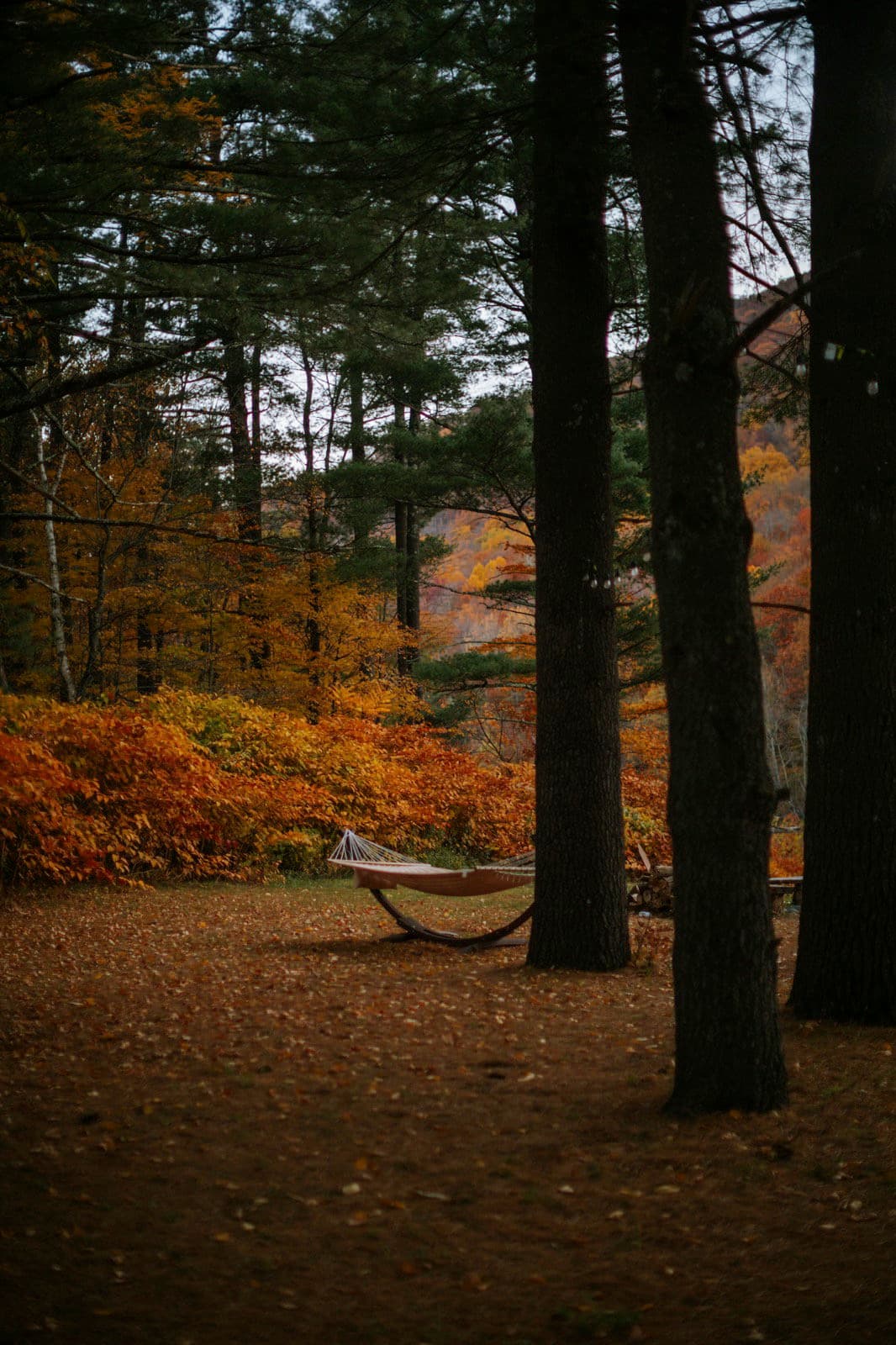 A hammock under tall pines at The Leeway, surrounded by peak orange and gold fall foliage